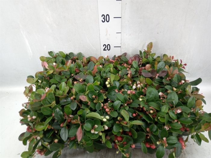 Gaultheria proc.