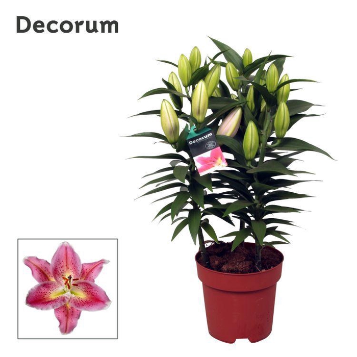 <h4>Lilium Or Pink 17cm</h4>