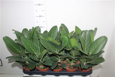 <h4>Ficus Beng Audrey</h4>