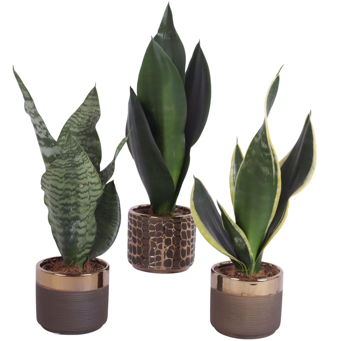 <h4>Sansevieria mix Ø09cm in Ø10cm Ceramic PL568</h4>