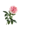 Paeonia Pink