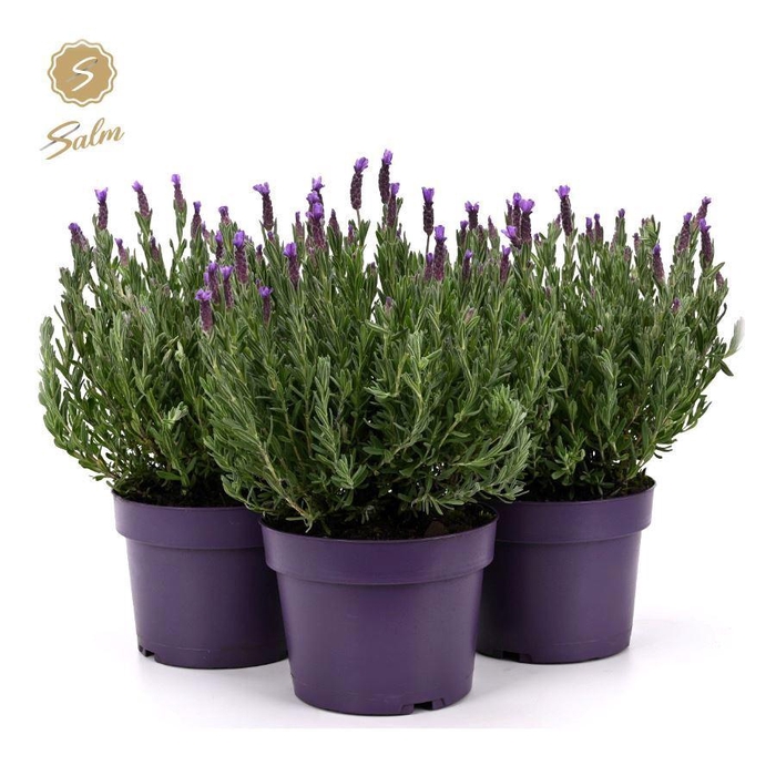 <h4>Lavandula st. 'Anouk'® Collection P19</h4>