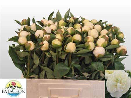 <h4>Paeo L Duches D Nemo</h4>