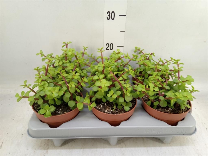 <h4>Portulacaria afra</h4>