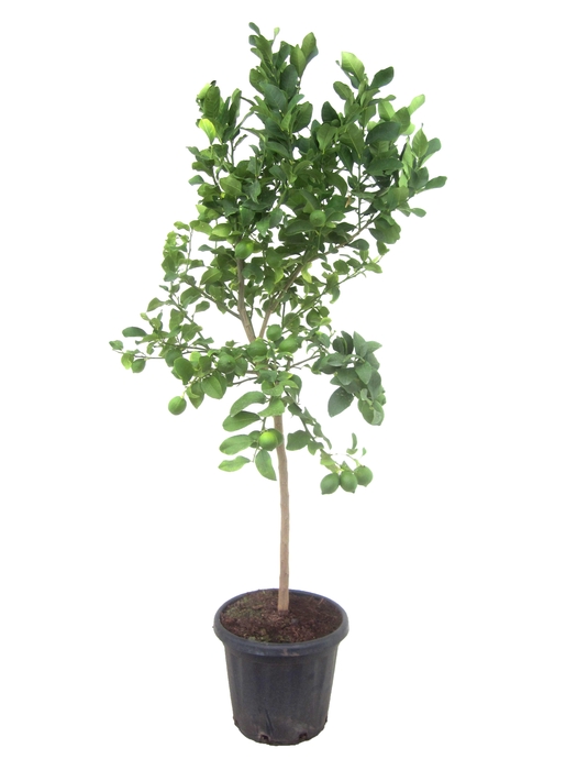 <h4>Citrus lemon</h4>