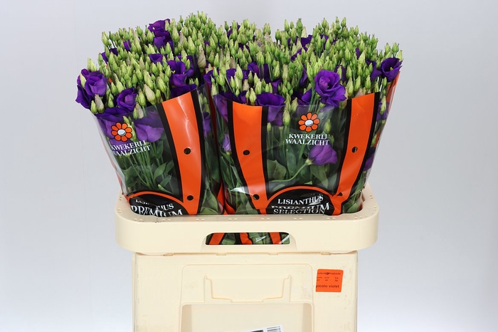 <h4>Eust E Piccolo Violet Ex</h4>