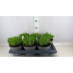 Lavandula angus. 'Essence Pure'