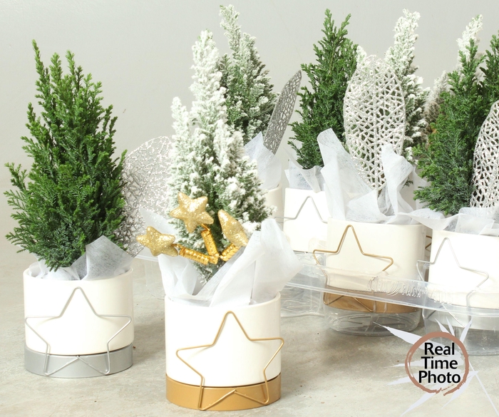 <h4>CHAM L ELLWOODII</h4>