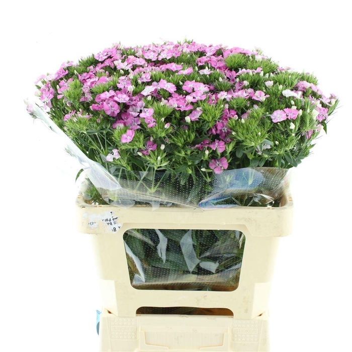 <h4>DI BARB AM ROSE</h4>