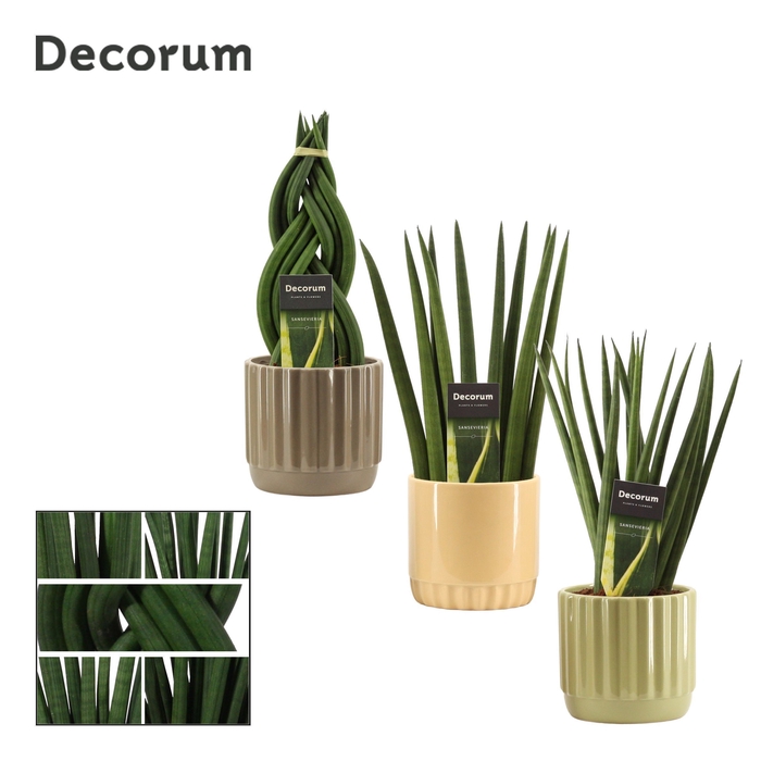 <h4>Sansevieria cylindrica 12 cm mix in Liam (Nature world-collectio</h4>