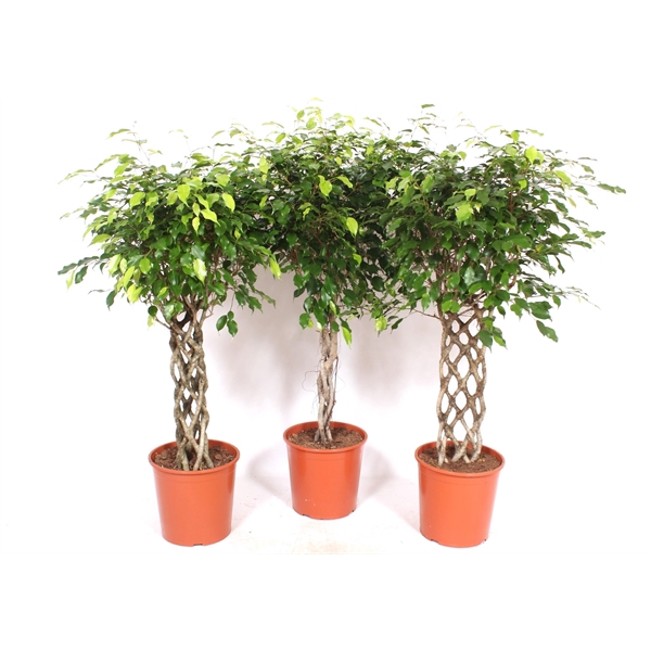 <h4>Ficus Exotica mixkar</h4>