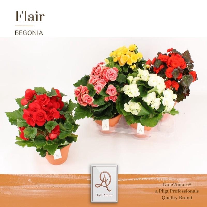 Begonia Du Gemengd terra cotta Terra cotta pot