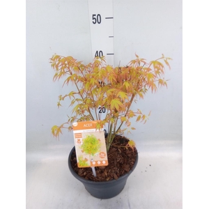 Acer palmatum 'Little Princess'