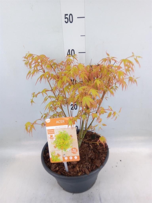 <h4>Acer palmatum 'Little Princess'</h4>