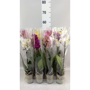 Phalaenopsis   ...mix