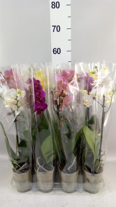 <h4>Phalaenopsis   ...mix</h4>