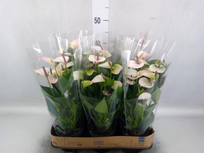 <h4>Anthurium andr. 'Lipa Pink Mini'</h4>