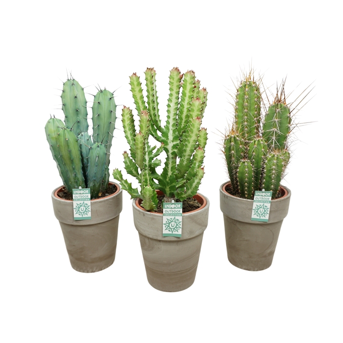 <h4>Cactus mix in 19 cm 'Grijze Vaaspot'</h4>