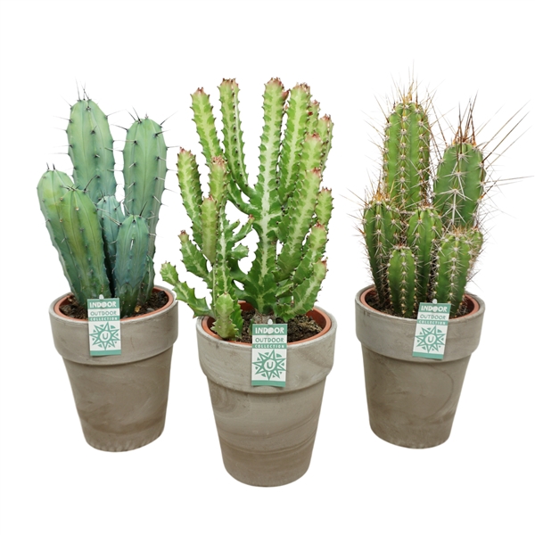 Cactus mix in 19 cm 'Grijze Vaaspot'