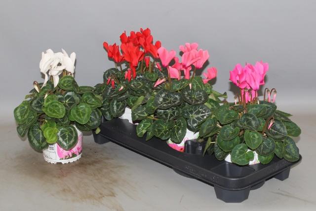 <h4>CYCL GR SUP XL</h4>