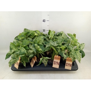 Syngonium podop. 'Mottled'