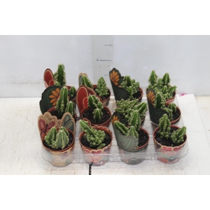 CACTUS ACANTHOCEREUS TETRAGONUS P09