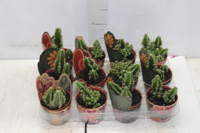 CACTUS ACANTHOCEREUS TETRAGONUS P09