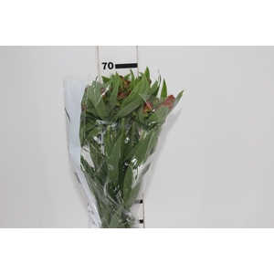 ALSTROEMERIA CINNAMON 070 CM