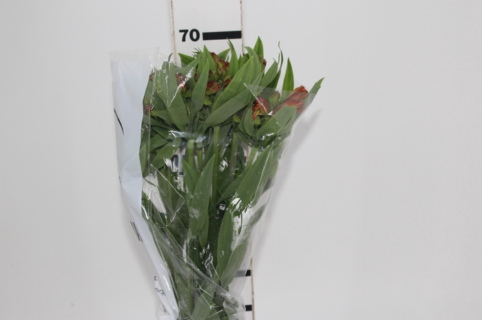 <h4>ALSTROEMERIA CINNAMON 070 CM</h4>