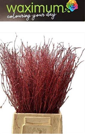 <h4>Betula Klb Rood</h4>