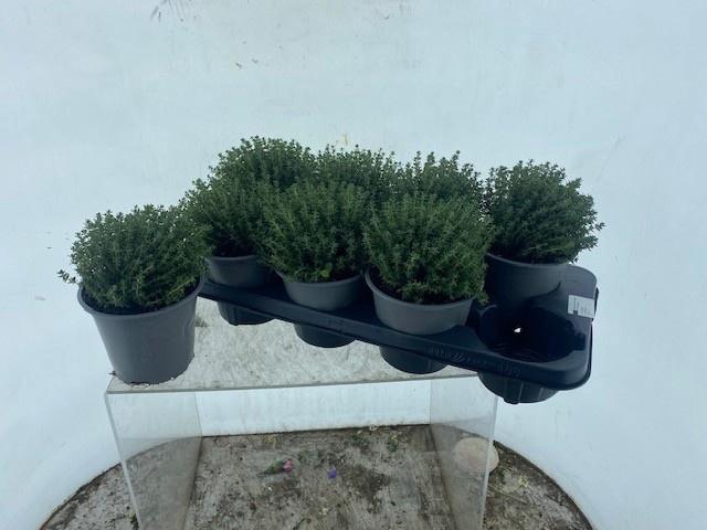 <h4>ROSMARIN OF OV</h4>