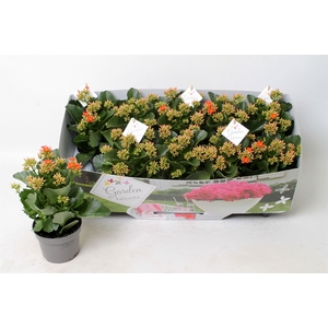 Kalanchoe  'Acheron'