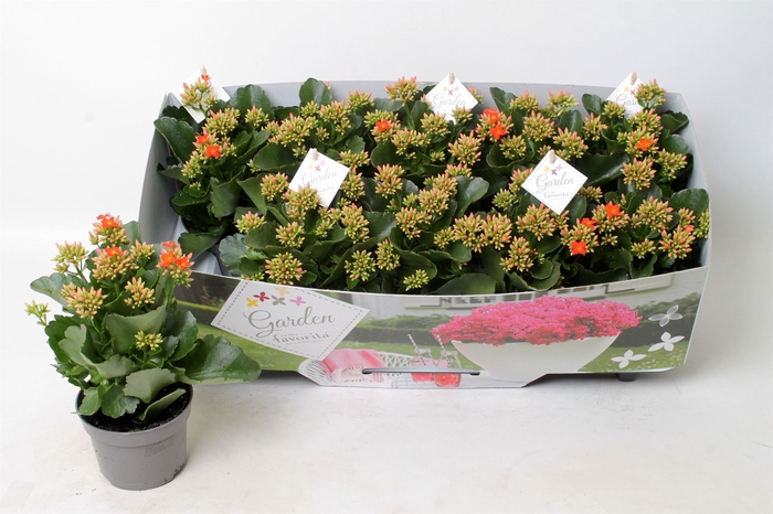 <h4>Kalanchoe  'Acheron'</h4>
