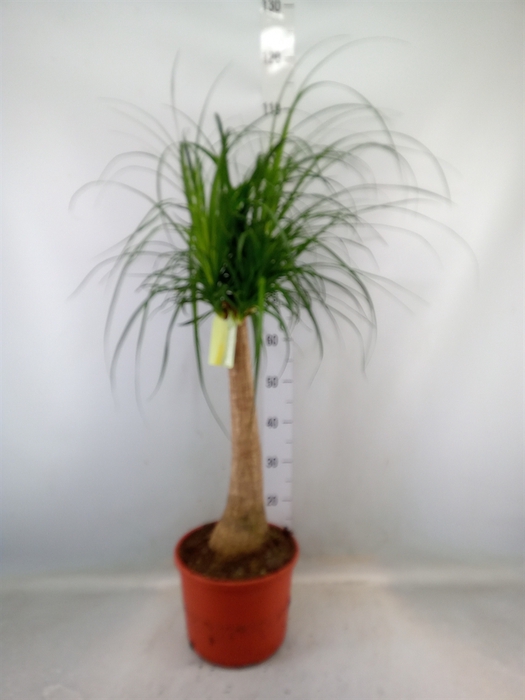 <h4>Beaucarnea recurvata</h4>