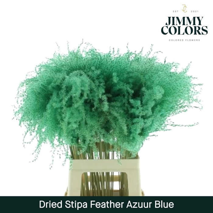 <h4>Dried Stipa Feather Azuur blauw</h4>