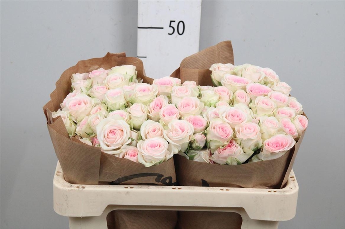 <h4>R Tr Good Moods</h4>