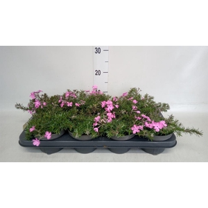 Phlox sub. 'MacDaniels Cushion'