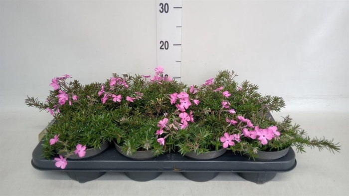 <h4>Phlox sub. 'MacDaniels Cushion'</h4>