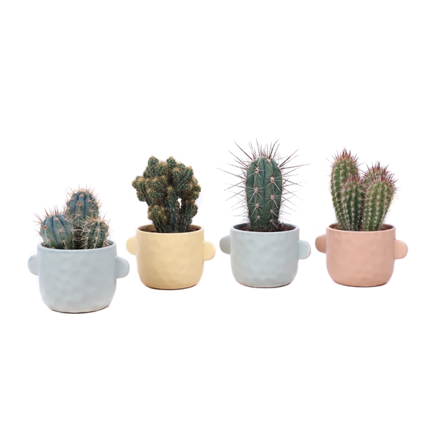 <h4>Cactus mix 10,5 cm in Bryggen sierpot</h4>