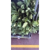 HUMULUS LUPULUS 400GR