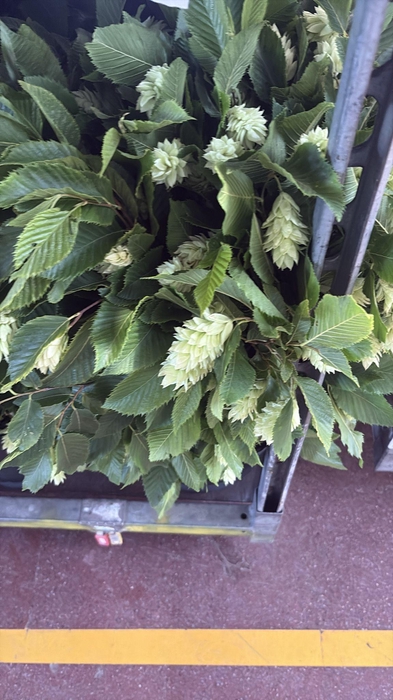 HUMULUS LUPULUS 400GR