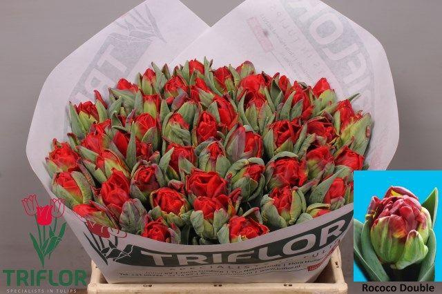 <h4>TU DU ROCOCO DOUBLE</h4>