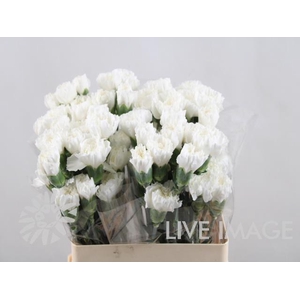 Dianthus st komachi blanco