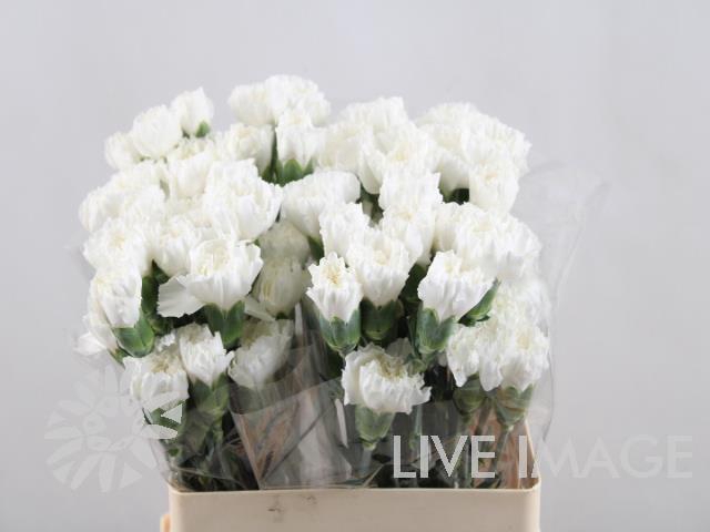 <h4>Dianthus st komachi blanco</h4>