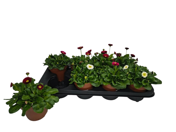 <h4>BELLIS P KL BEL GEM</h4>