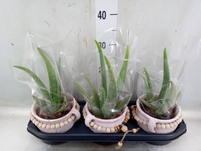 <h4>Aloe vera</h4>