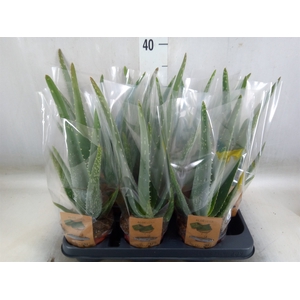 Aloe vera