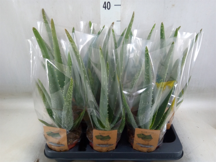 <h4>Aloe vera</h4>