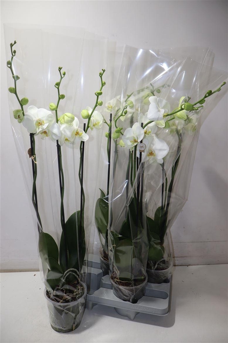 <h4>Phal Ov Wit</h4>