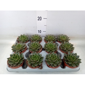 Echeveria   ...not flowering